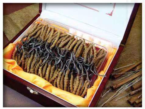 水城冬虫夏草回收